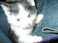 videos de Welcome to the Jungle Bob (1).wmv
