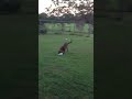 Click here to watch this video chase fetch.MOV
