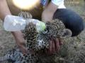videos de Leopard cub