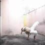 capoeira  bonfim movimentos individuais  (maycon)