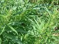 Wild Marijuana Grow 2006
