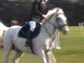 Flashback showjumping