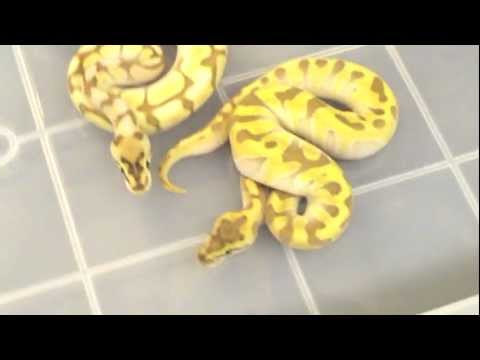 YouTube reptile video