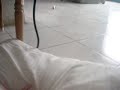 angel robando almohadas