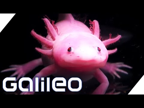 Peter Pan der Tierwelt: Axolotl - Der für immer junge Salamander | Galileo | ProSieben
