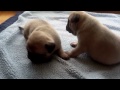 3 week old pug puppies Old Pug