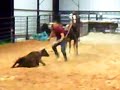 dolly-10yr-old-calf-horse-for-sale.html