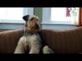 Airedale