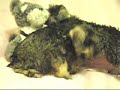 ????? Schnauzer (Miniature)