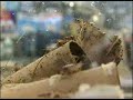 The Popularity of Exotic Pets The Popularity of Exotic Pets