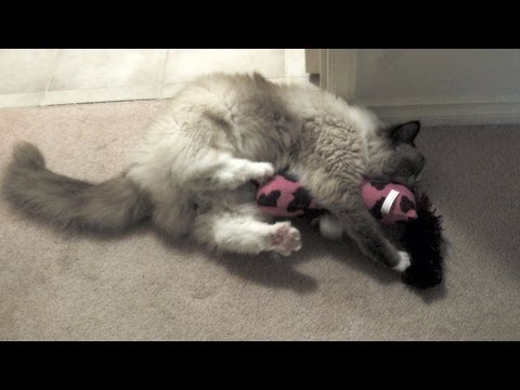Ragdoll Cat Humping Humping Problem and Common Causes 0 Ragdoll Cat Humping Humping Problem and Common Causes