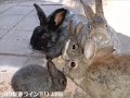 うさぎ