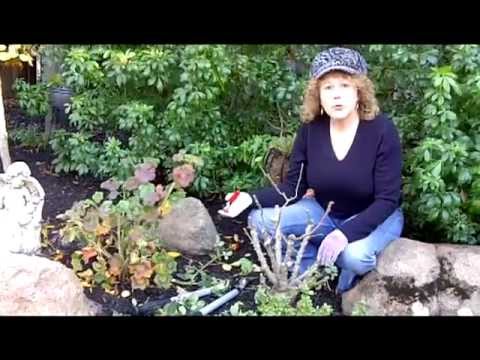 how to transplant abutilon