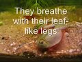 Triops with A Few Dollars More theme