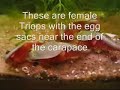 Triops with A Few Dollars More theme Triops with A Few Dollars More theme