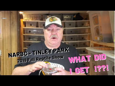 YouTube reptile video