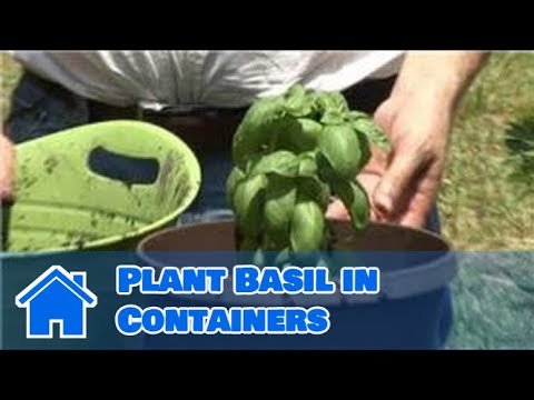 how to replant basil from store