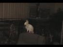Y LO QUE MOLA EL LORO?