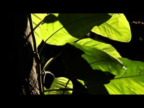 Une Minute pour la Forêt