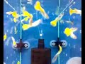 Guppy-Yellow Peacock