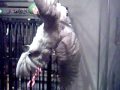 Cockatoo performs to JC Superstar