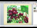 Presentations &amp; Publications (PowerPoint Feature)