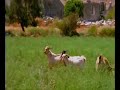 FETHIYE - OLUDENIZ -KALKAN -KAS REGION ( TURKEY )