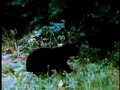 1960 Smoky Mountain bears 1960 Smoky Mountain bears