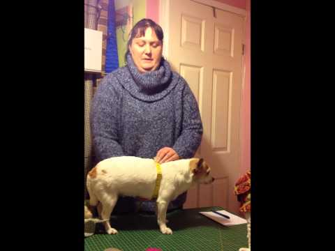 how to measure dog for coat