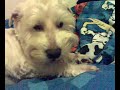 West Highland White Terrier West Highland White Terrier