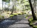Click here to watch this video Baille Ard Nature Trails - Sydney NS