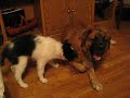 Kodi and Kalli Playing