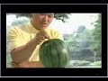 Master Takahashi splits a watermelon Master Takahashi splits a watermelon
