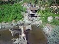 siberian husky welpen wasserspiele