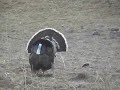 MEXICO GOULDS TURKEY HUNT 2008. PUYI MO.