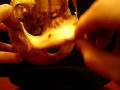 videos de Human Skeleton - 191-102D - Disarticulated and Complete Natural Human Skeleton