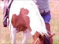 Camino de Santiago FSSPX   SSPX
