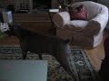 Watch Dog- Beast At Work