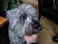Bouvier des Flanders confession Bouvier des Flanders confession