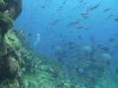 shark Feeding With Aqua Trek Divers, Fiji By Alex Arpino