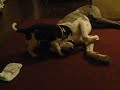 Great dane and puppy wrestling :)