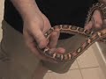 SnakeBytesTV-Cornsnakes and their cool 