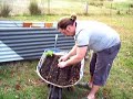 spinach growing and planting spinach growing and planting