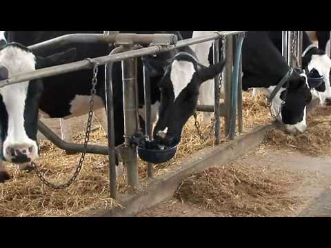 DeLaval Dairy management DelPro™