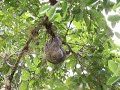 482 svs sloth up in tree