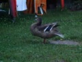 Mad Duck