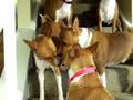 Basenji