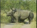 White Rhino Bull\
