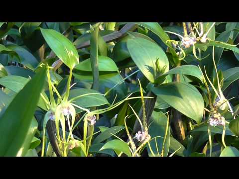 Orchideen Arten: Dendrobium Hilda Poxon x tetragonium