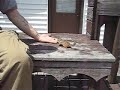 Chipmunk taking almonds out of my hand Chipmunk taking almonds out of my hand